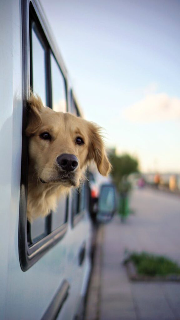 A Golden Retriever looks out of a car window on a scenic drive in Argentina.