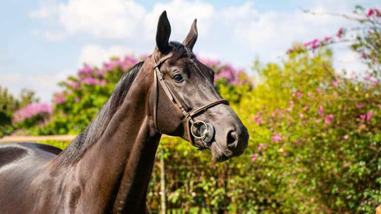 Thoroughbred
