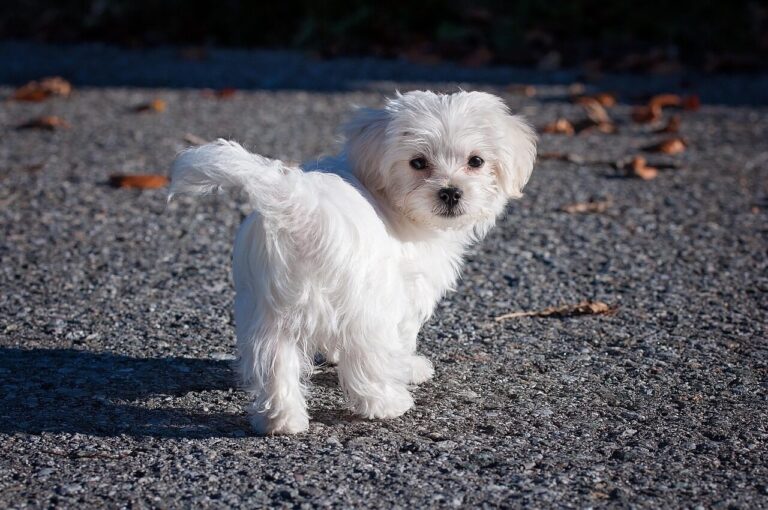 dog, maltese, white, young dog, pet, puppy, small, cute, animal, nature, domestic animal, small dog, animal portrait