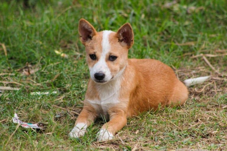 Canaan dog