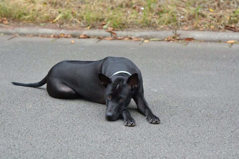 thai ridgeback, ridgeback, thai ridgeback dog, young dog, pet, black dog, cute dog, dog, domestic animal, animal, cute