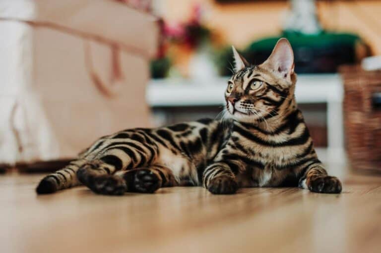 A Bengal cat with stunning markings lies on a wooden floor, gazing intently.