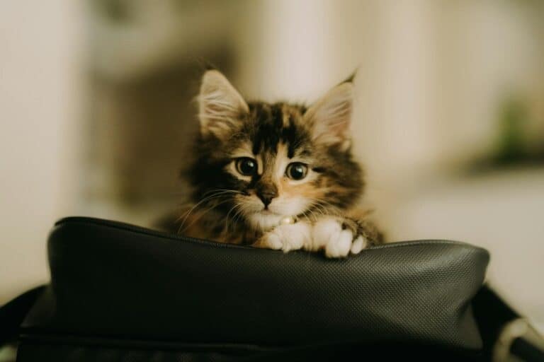 Getting your new kitten home