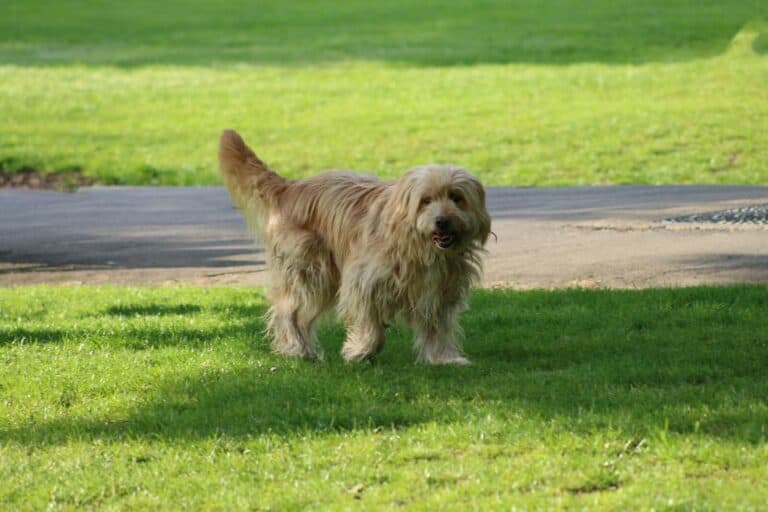 Otterhound