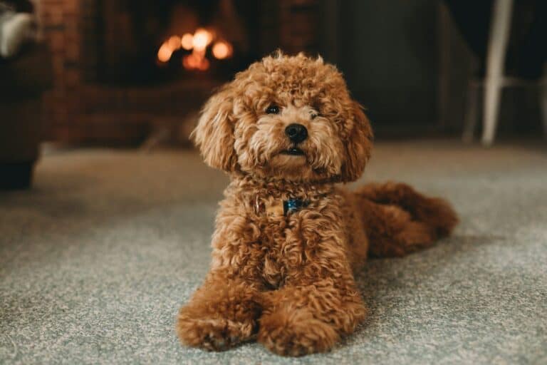 Low Shedding Dog Breeds brown poodle puppy on blue carpet