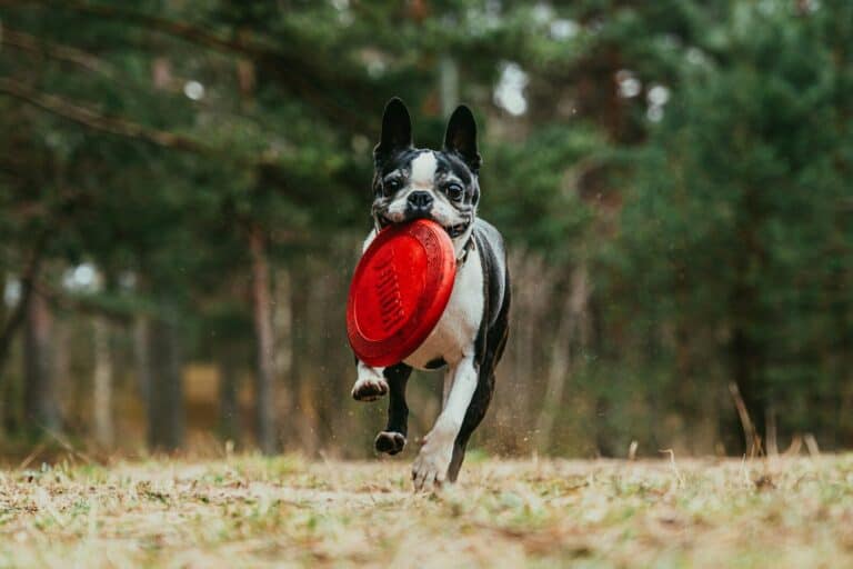 Boston terrier
