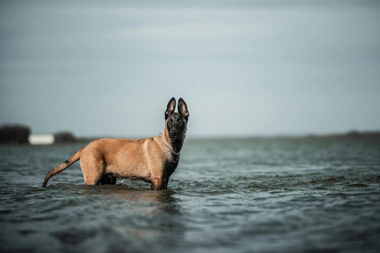 A Belgian Malinois dog standing in shallow water, showcasing its alert posture and calm surroundings.