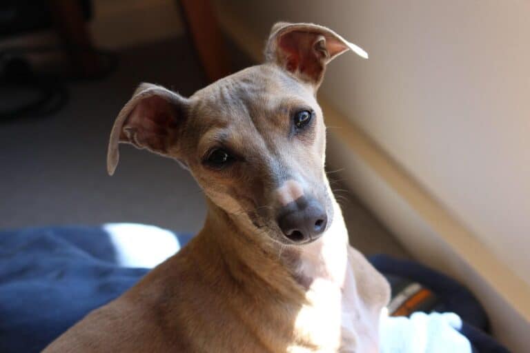dog, italian greyhound, greyhound, italian, animal, purebred, nature, pet, cute, canine, hound