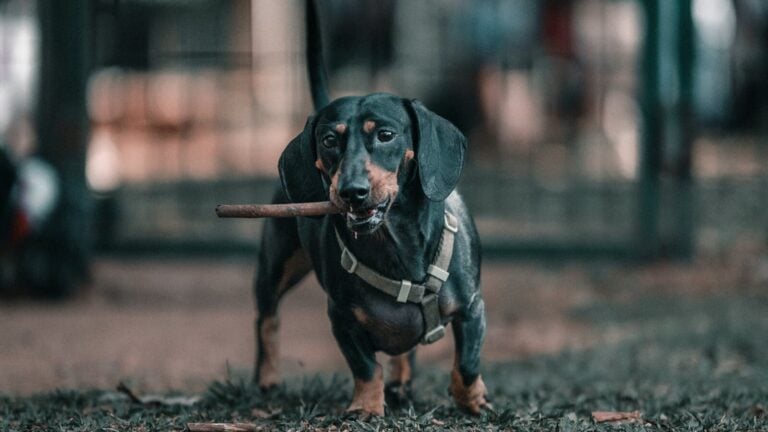 Small dog breeds