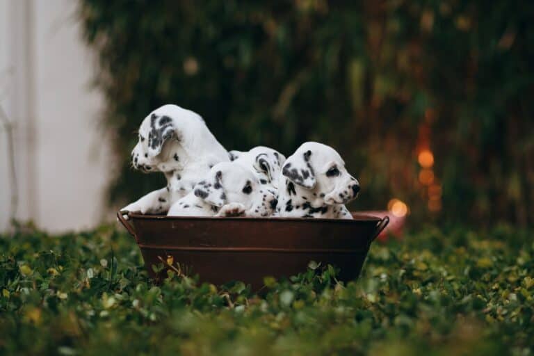 Questions to Ask Before Buying a Puppy