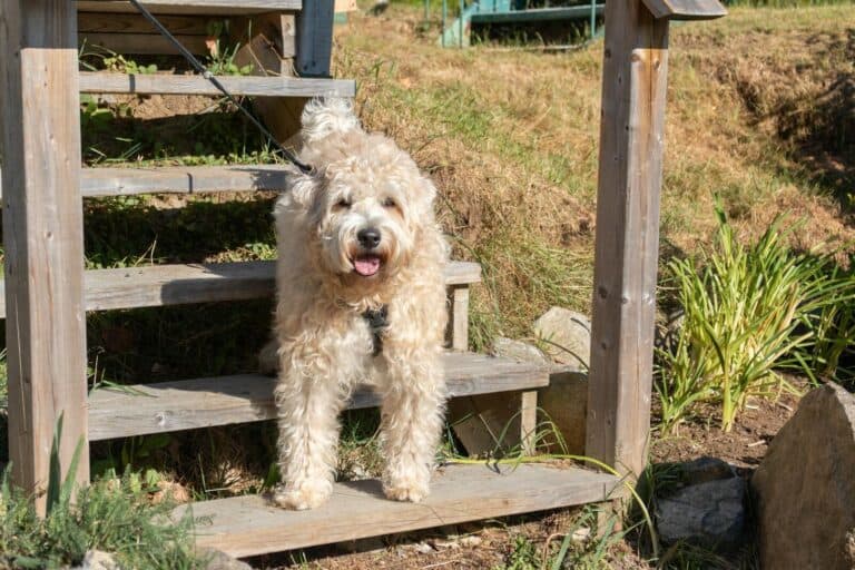Soft Coated Wheaten Terrier