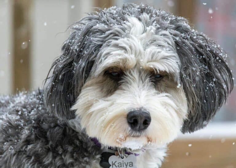 Schnoodle​