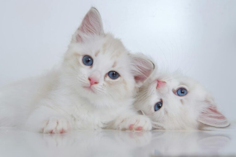 Learning hub / cats Cute white fluffy kitties with blue eyes lying on reflective surface together and looking at camera
