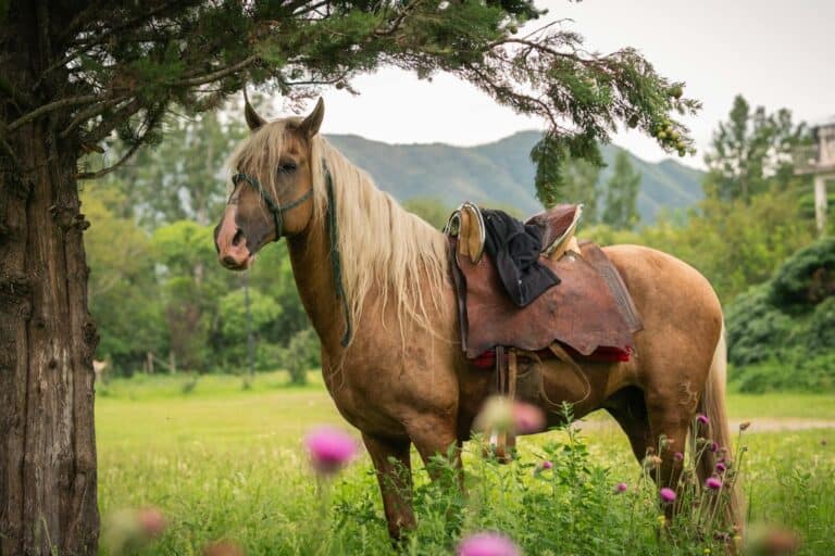 Finding a horse