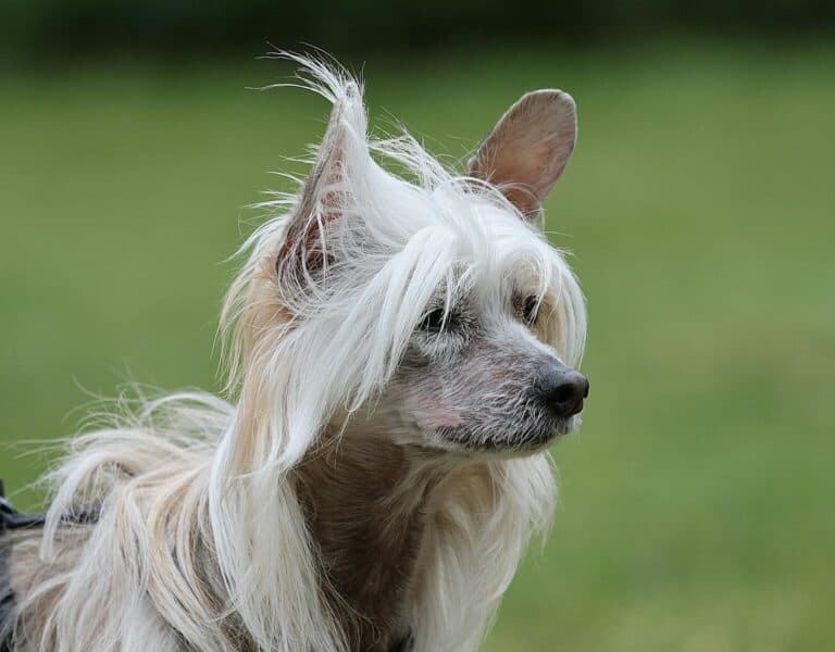Detailed portrait of a Chinese Crested dog with flowing white hair against a blurred green background.