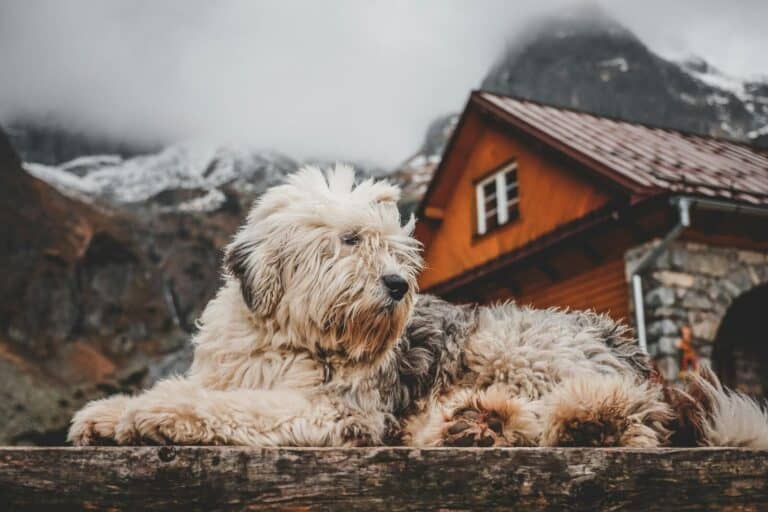 Bergamasco Sheepdog