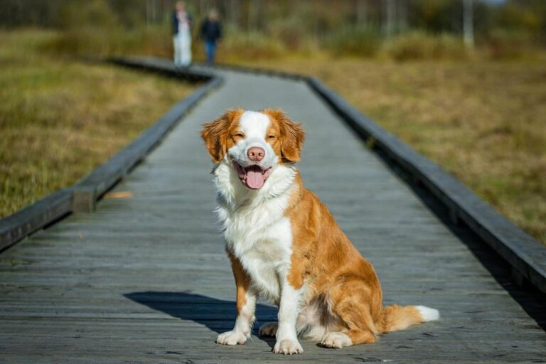 Nederlandse Kooikerhondje