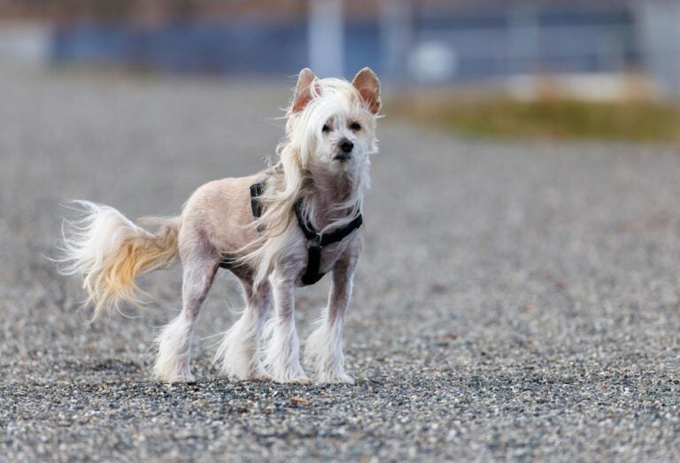 Underrated dog breeds