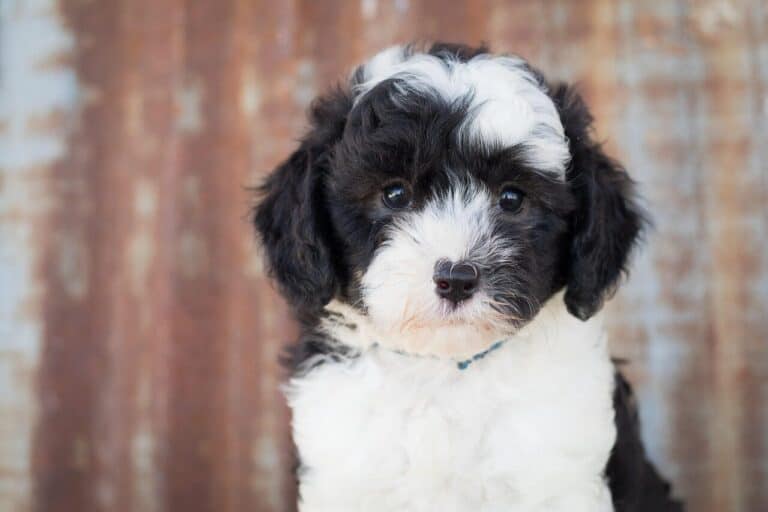 sheepadoodle, dog, nature, puppy, animal, cute, cute animal, adorable, canine, pet, doggy, doodle, poodle