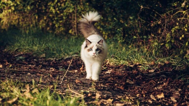 Ragdoll