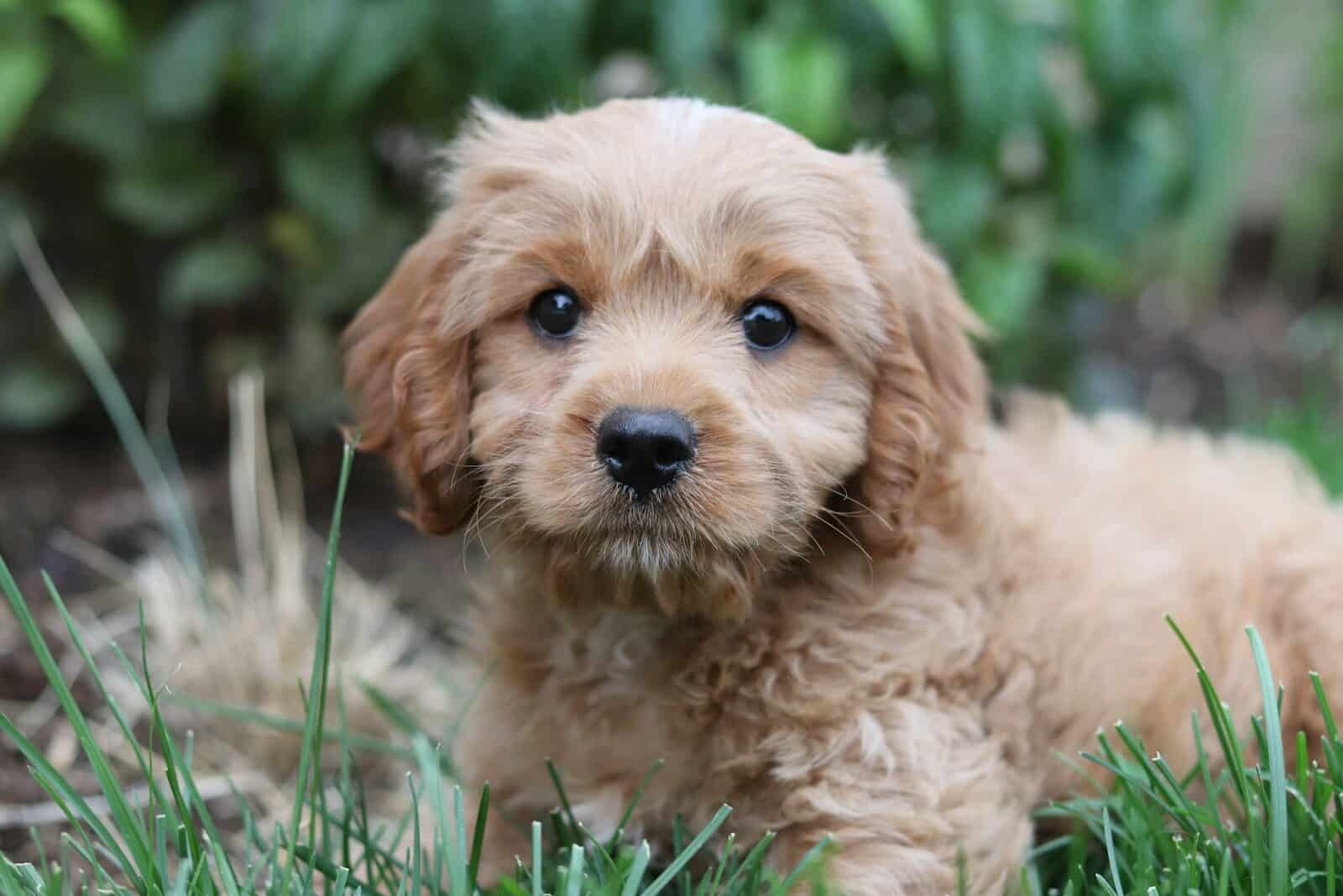 Cavapoo Breed Guide | Hellobreeder