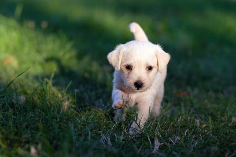 Getting Your New Puppy Home