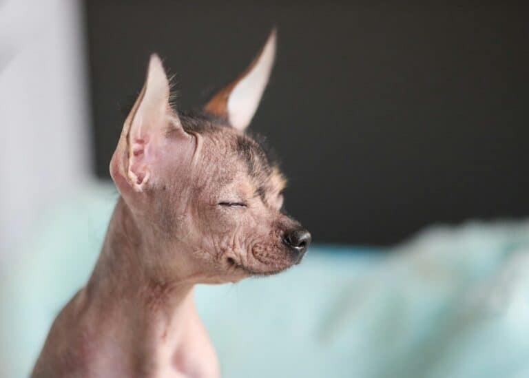 Rare and Unique Dog Breeds A hairless dog with eyes closed