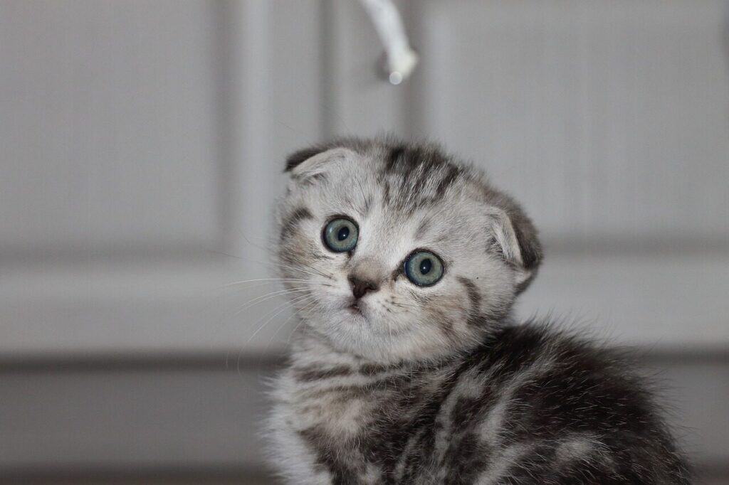 Scottish Fold Breed Guide | Hellobreeder