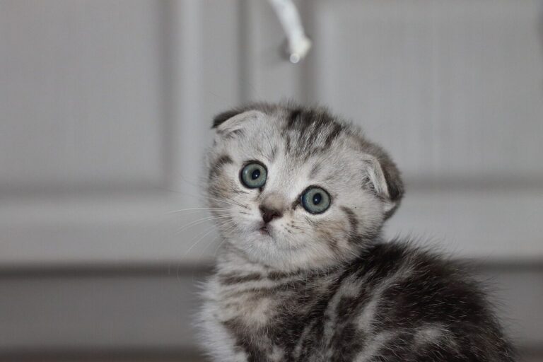 cat, feline, kitty, kitten, whiskers, scottish fold, pet, barsik almaty, scottish, nature, furry, charming, animal