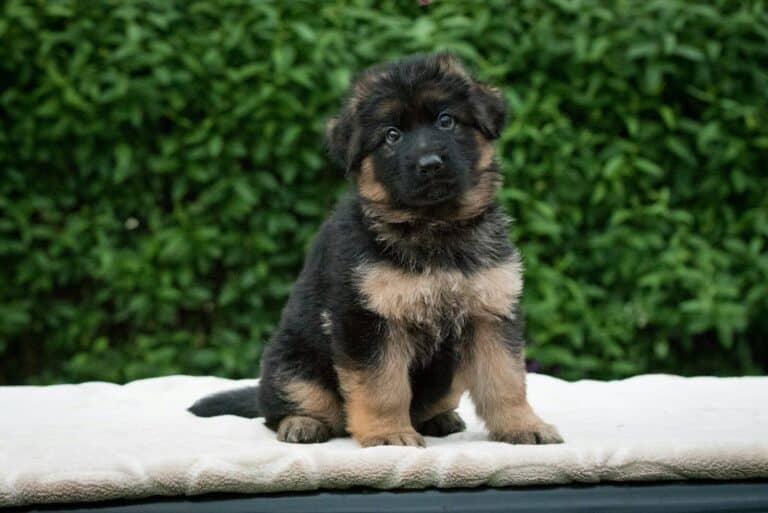 Payments a puppy sitting on a ledge