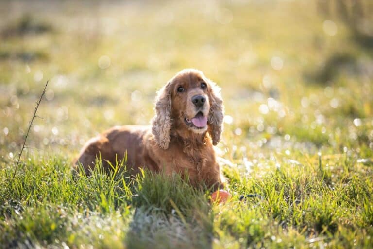 Adorable Cocker Spaniel puppy enjoying sunny day outdoors in Czechia.