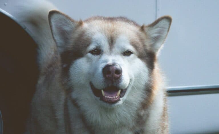 Charming close-up portrait of a fluffy Alaskan Malamute dog with soft fur and friendly expression.