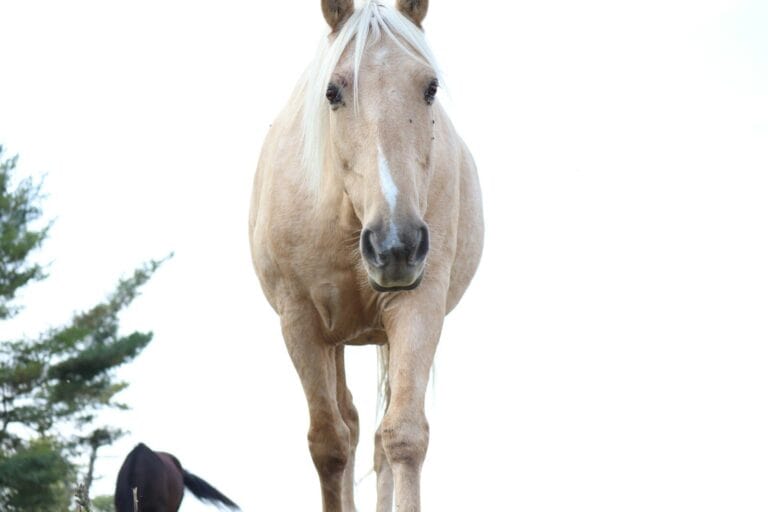 Best Horses for Beginners