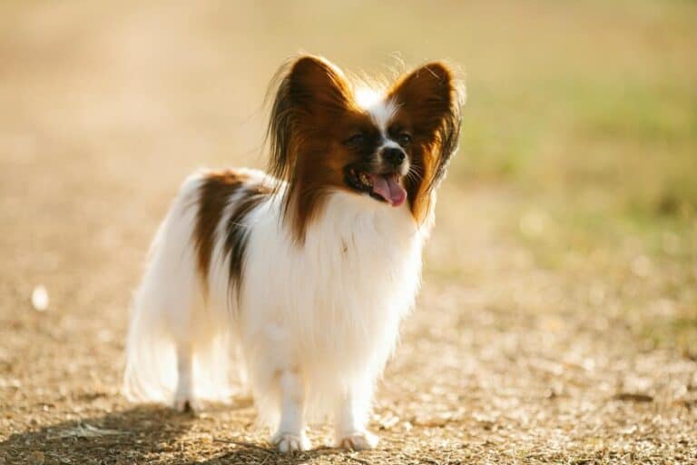 Full body adorable playful Papillon dog with fluffy white and brown fur standing on rural road in sunny nature