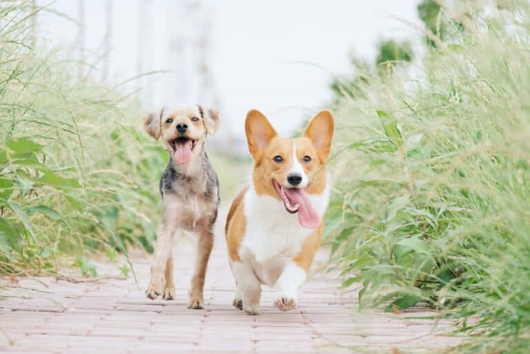 Choosing Between a Breeder or a Rescue
