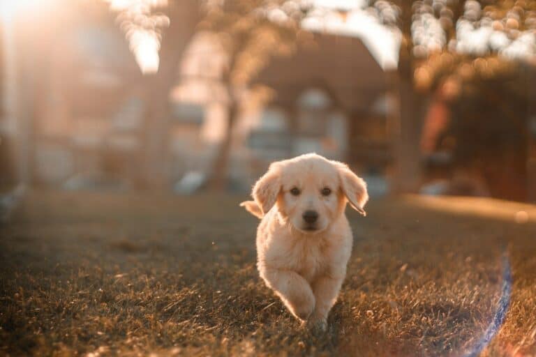 Best family dogs