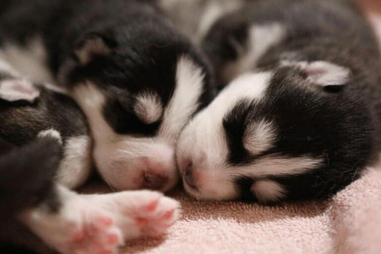 Find a Responsible Breeder Near You