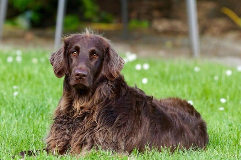Find dogs that fit your lifestyle longhaired pointer, dog, pet, dog breed, purebred, lying down, grass, brown dog, furry dog, animal, nature, outdoors, portrait, dog portrait, dog, dog, dog, dog, dog