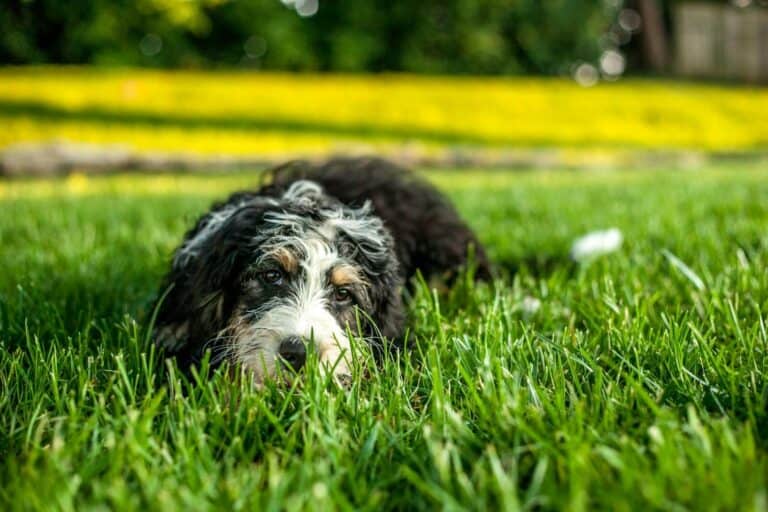 Cute Bernedoodle puppy relaxing on vibrant green grass under sunny skies.