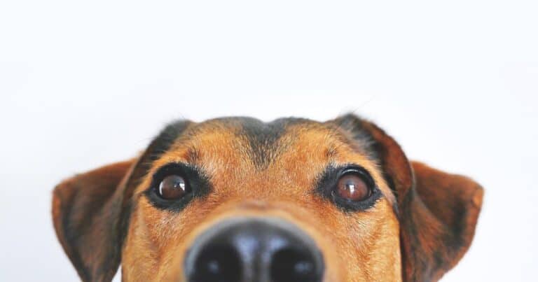 dog, view, cute, animal portrait, eyes, snout, head, loyalty, shepherd dog, hybrid, mixed breed dog, appenzell mountain dog, animal, dog eyes, brown eyes, face, pet, portrait, nose, brown, domestic animal login