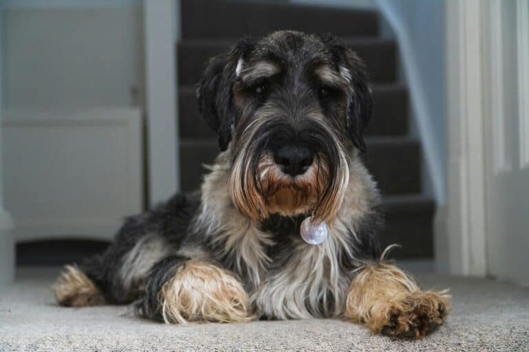 Miniature Schnauzer