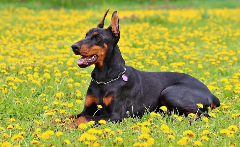 doberman, dog, animal, pet, nature, dobermann
