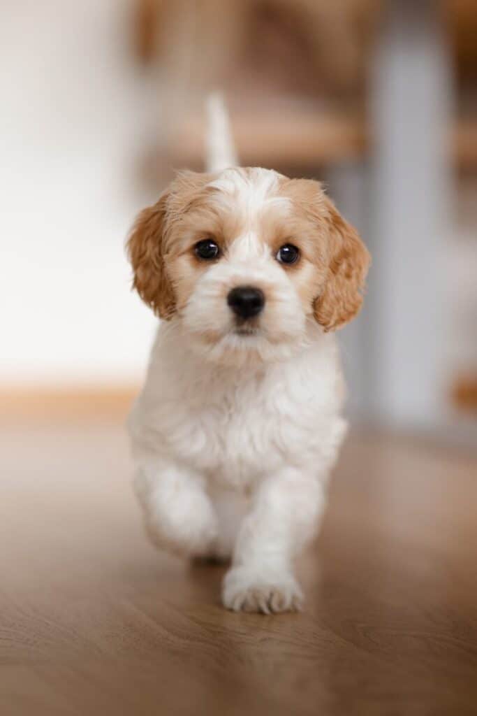 Learning hub / dog a small white and brown dog sitting on top of a wooden floor
