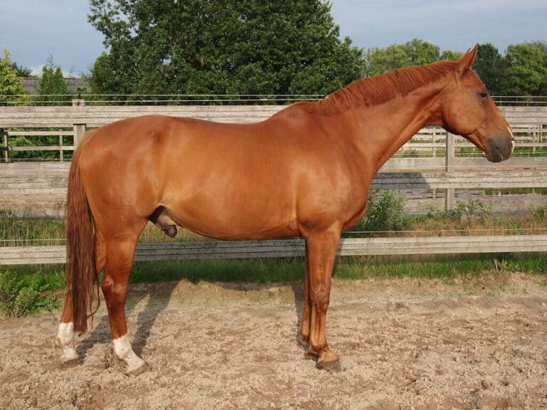 Warmblood
