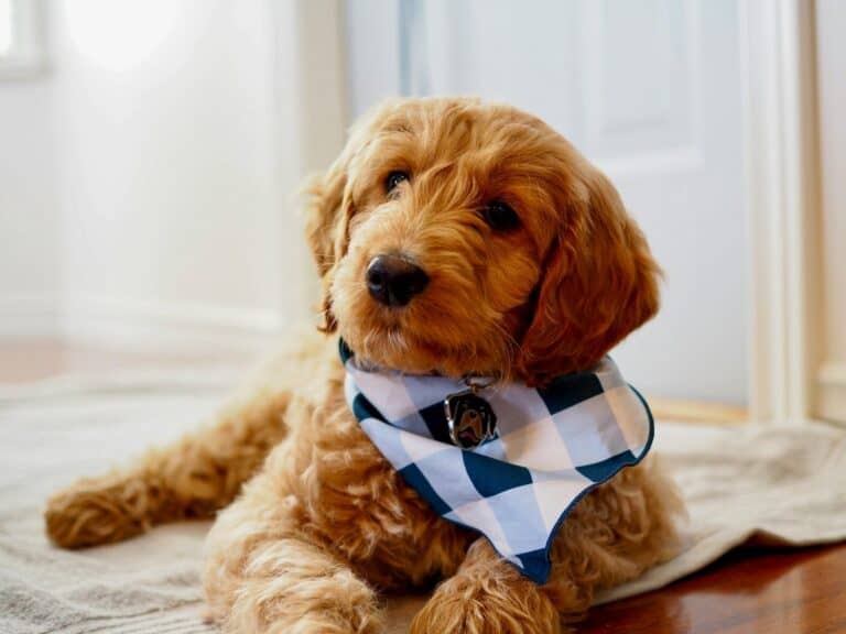 Goldendoodle