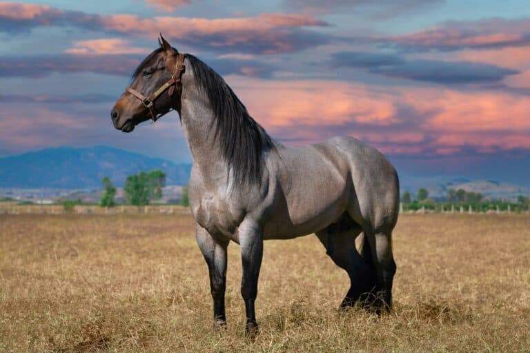 Learning hub / horse