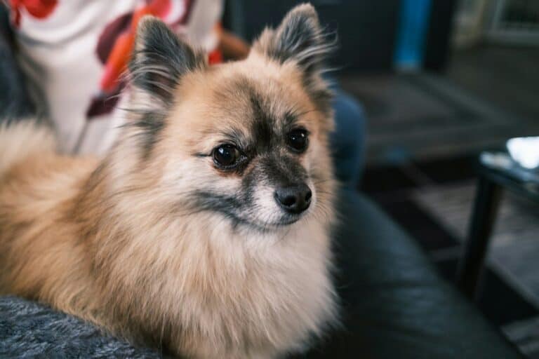 Pomsky A fluffy tan dog sits on a dark couch.