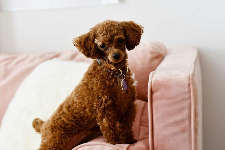Toy Poodle