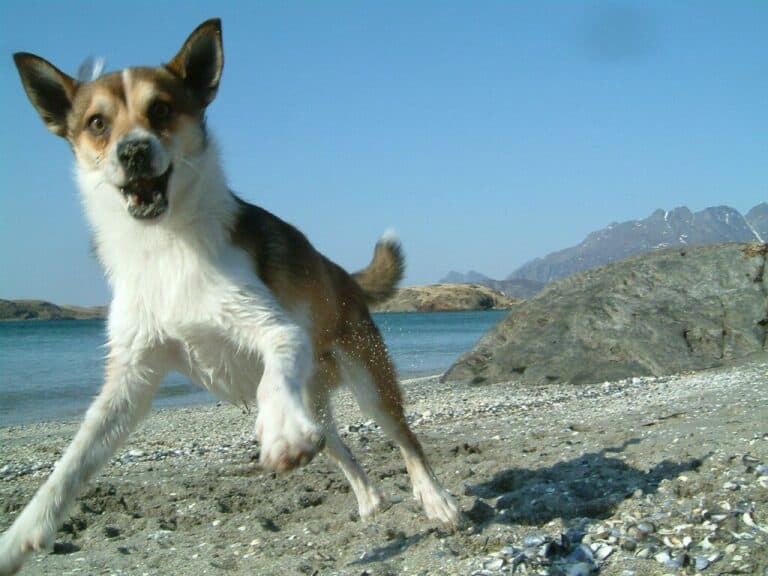Norwegian Lundehund