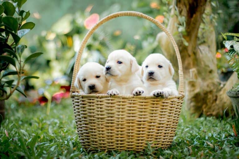 Labrador Retriever